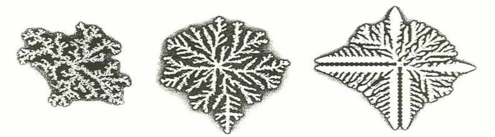 Three interface growth forms from Packard's deterministic lattice models for interface dynamics